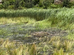 Anthropoides paradiseus