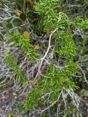 Asparagus lignosus
