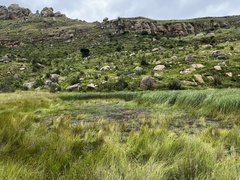 Anthropoides paradiseus