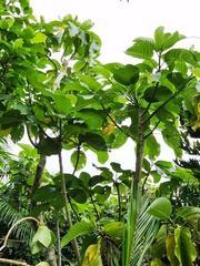 Dendrocnide kotoensis