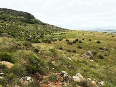 Anthropoides paradiseus