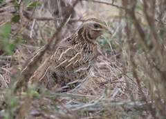 Coturnix coturnix