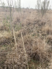 Tridens albescens