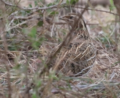 Coturnix coturnix