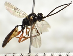 Stenodontus marginellus