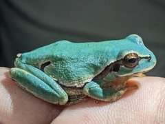Hyla molleri