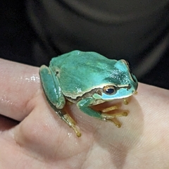 Hyla molleri