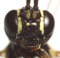 Stenodontus marginellus