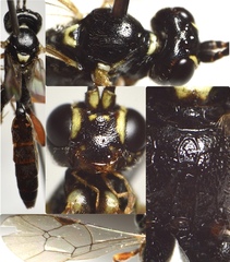 Stenodontus marginellus