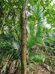 Dendrocnide kotoensis