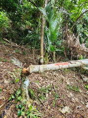 Dendrocnide kotoensis