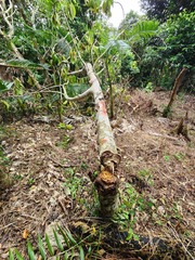 Dendrocnide kotoensis