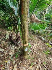 Dendrocnide kotoensis