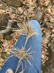 Dichanthelium acuminatum