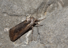 Epimecia ustula