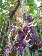 Mucuna pruriens