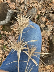 Dichanthelium acuminatum