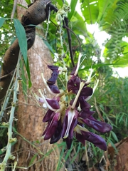 Mucuna pruriens