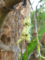 Mucuna pruriens