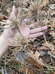 Dichanthelium acuminatum