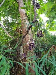 Mucuna pruriens
