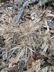 Dichanthelium acuminatum