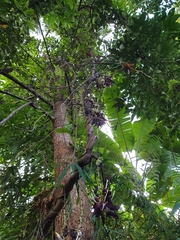 Mucuna pruriens