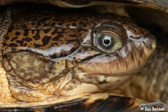 Cape Terrapin photo 6