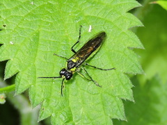 Tenthredo mesomela