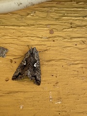 Syngrapha interrogationis