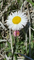 Erigeron tracyi