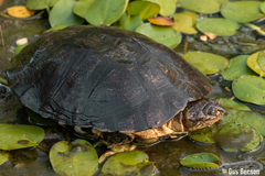 Cape Terrapin photo 3
