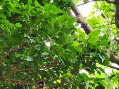 Syzygium simile