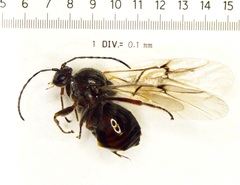 Disholcaspis quercusglobulus