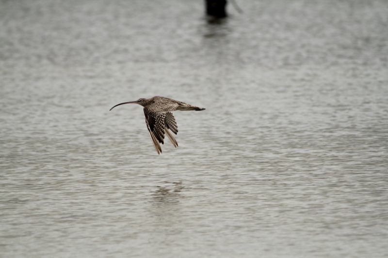 Far Eastern Curlew (Birds of the British Indian Ocean Territory ...