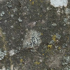 Lecanora carpinea