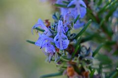 Salvia rosmarinus