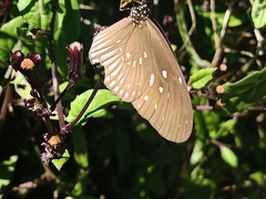 Euploea eyndhovii