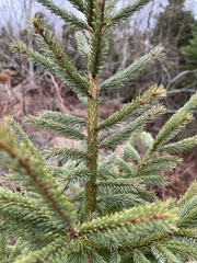 Picea rubens