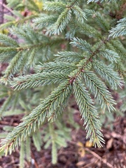Picea rubens