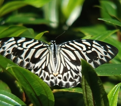 Graphium delessertii
