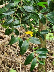 Memecylon lanceolatum