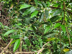 Memecylon lanceolatum