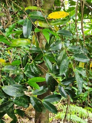 Memecylon lanceolatum