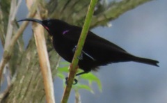 Chalcomitra amethystina amethystina