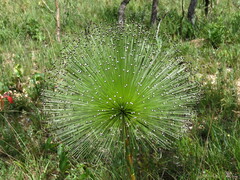 Paepalanthus chiquitensis