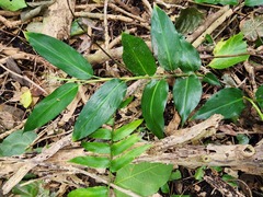 Alpinia flabellata
