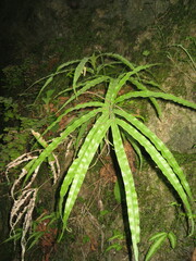 Pteris cretica