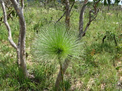 Paepalanthus chiquitensis
