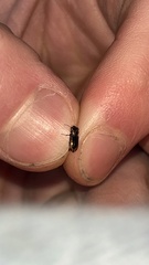 Notiophilus sylvaticus